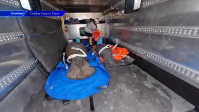Manatees recovering after being struck by boat in Islamorada