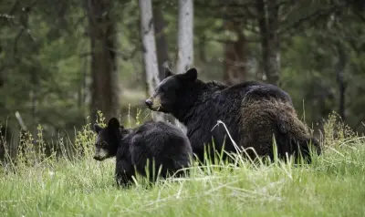 Conservation group pushes back on black bear hunt proposed by FWC