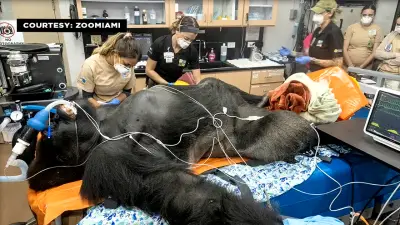 Zoo Miami gorillas undergo pre-shipment exams pending their relocation to Brookfield Zoo in Chicago