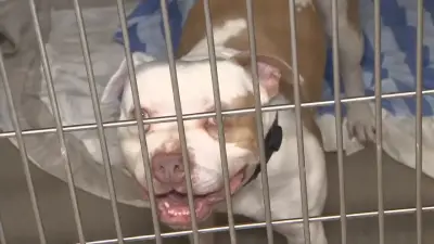 Broward County Animal Care urges public to help alleviate shelter overcrowding with free adoptions and fostering