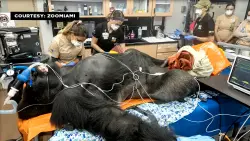 Zoo Miami gorillas undergo pre-shipment exams pending their relocation to Brookfield Zoo in Chicago